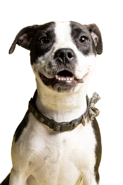 Background removed: dog portrait, transparent PNG